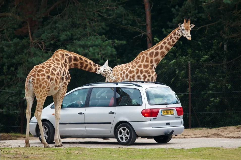 Giraffen naast een auto tijdens de safari in Beekse Bergen