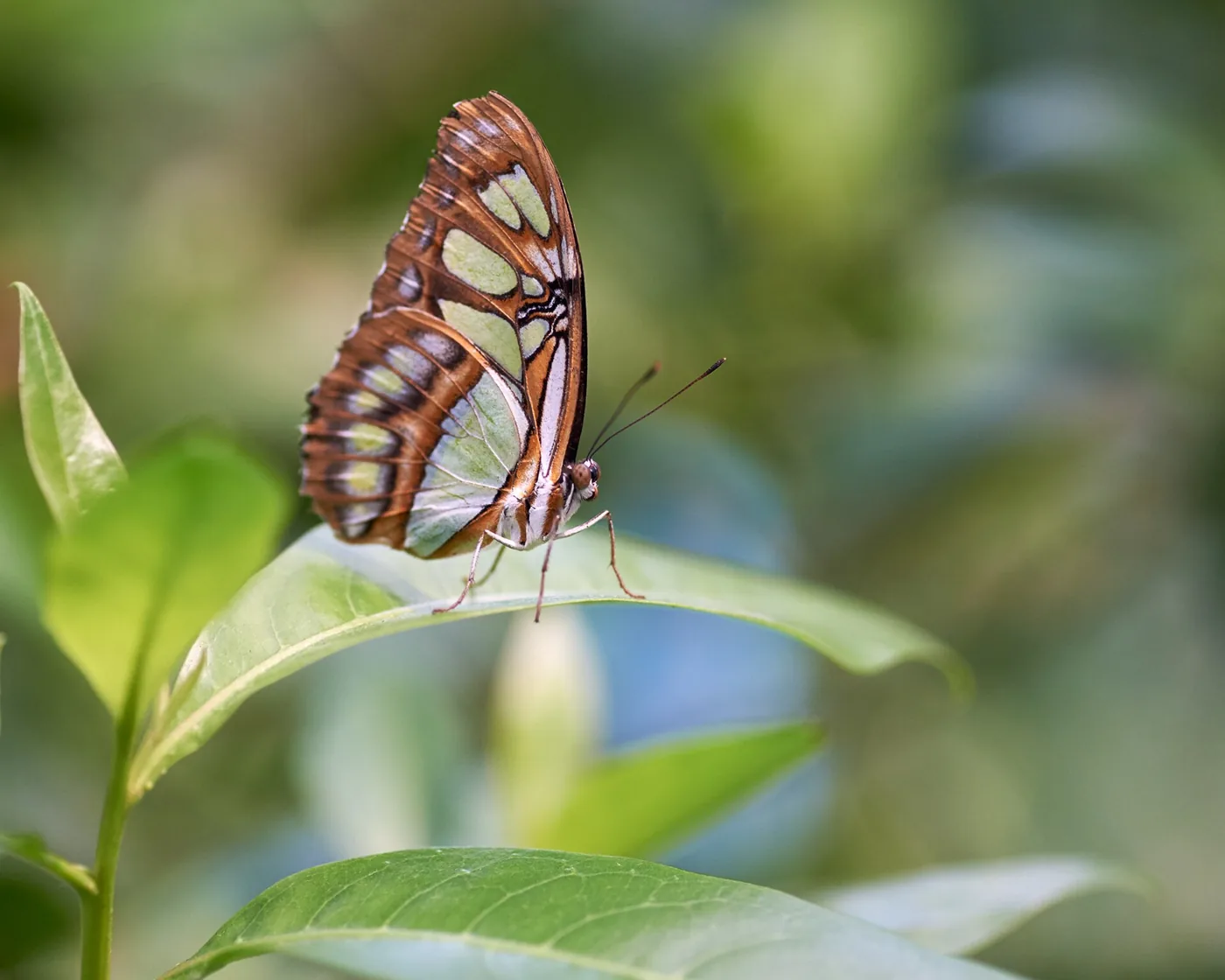 Vlinder op een blad in de Mangrove van Burgers’ Zoo