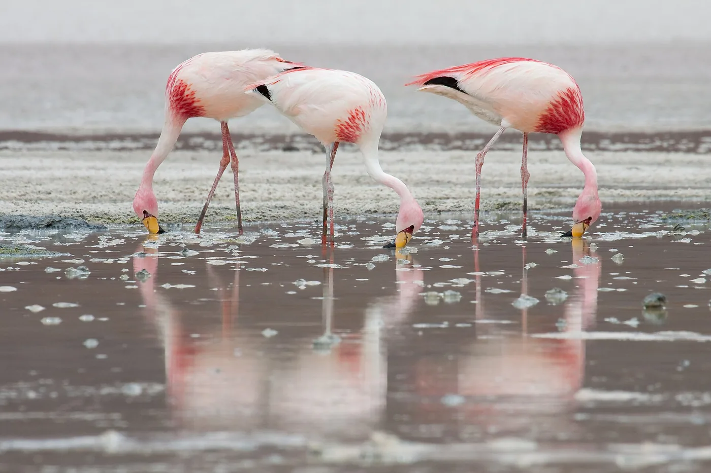 Flamingo’s in ondiep water