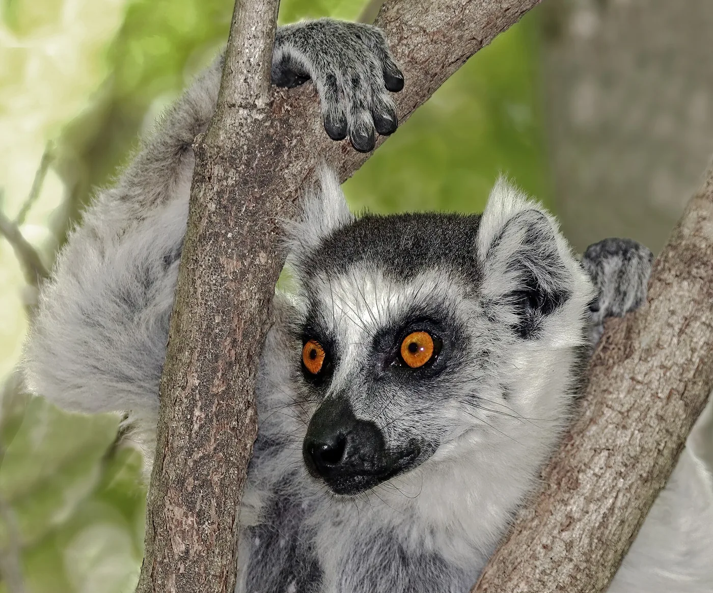Ringstaartmaki in een boom op Madagascar