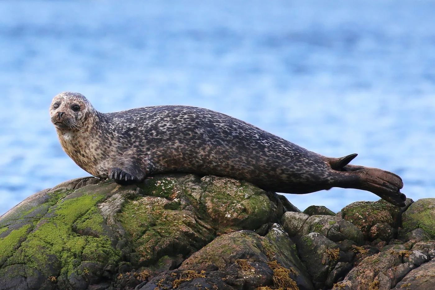 Gewone zeehond op een rots aan het water