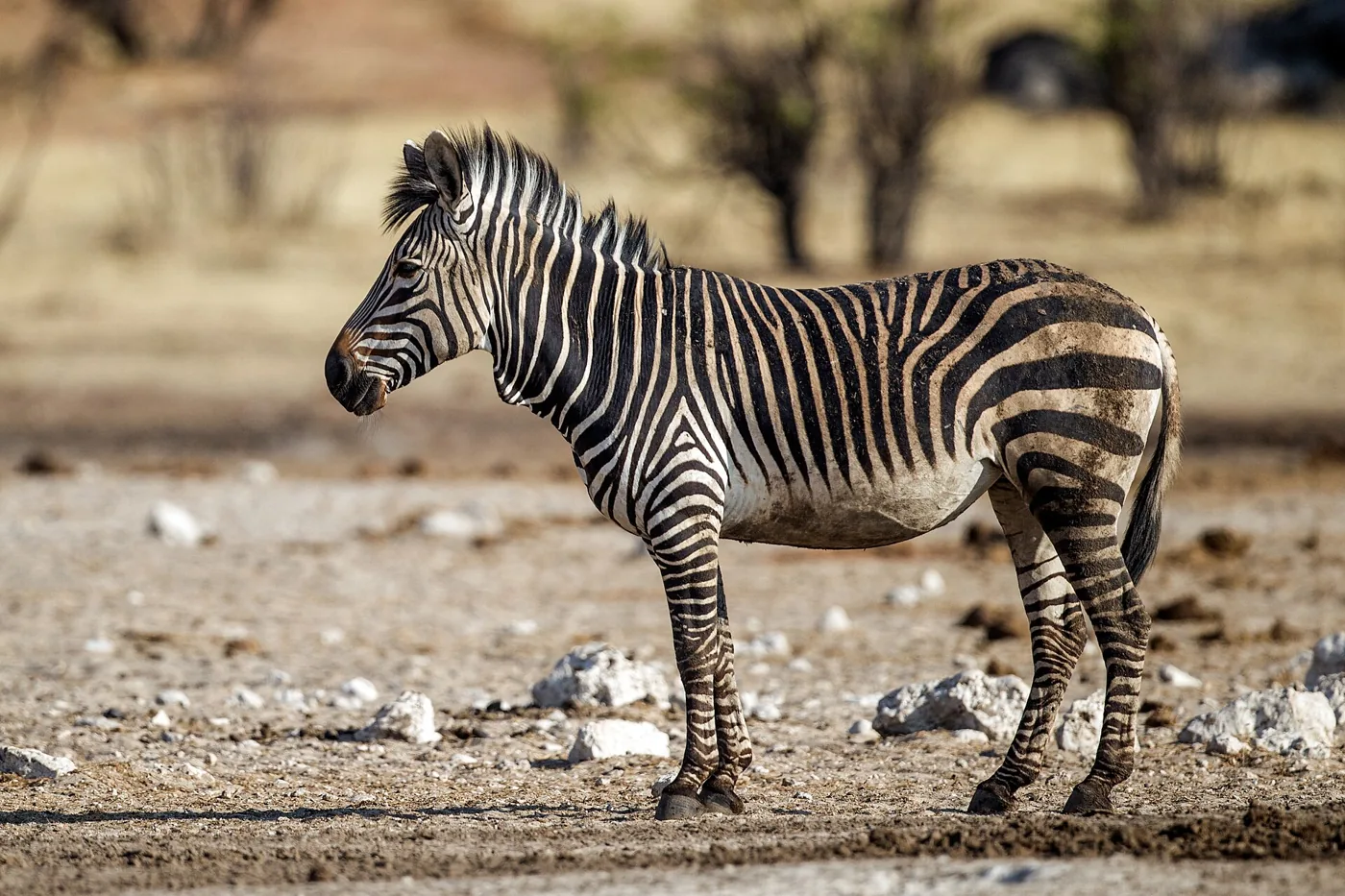 Zebra in Etosha National Park