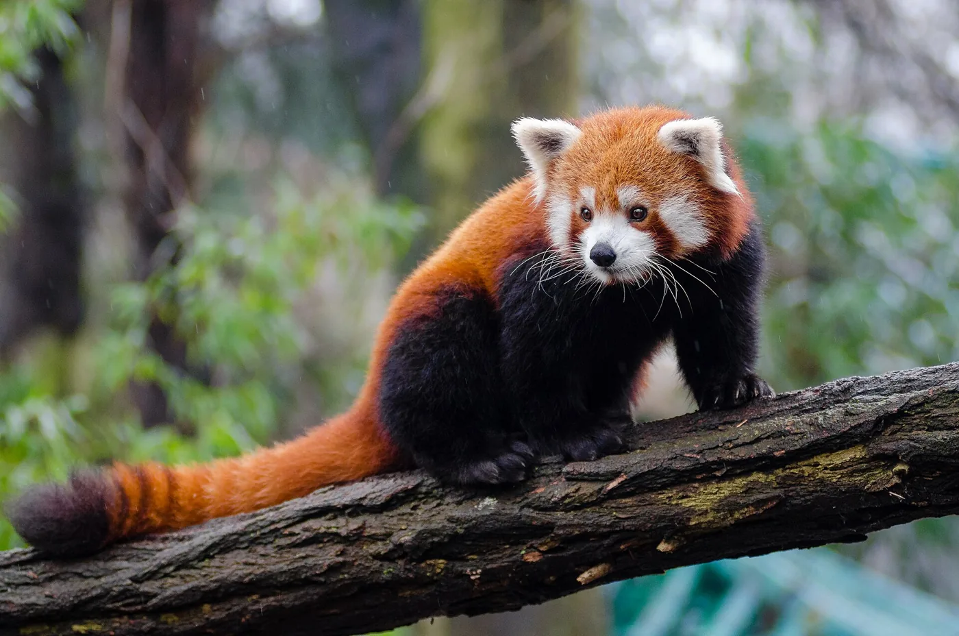 Rode panda op een boomtak