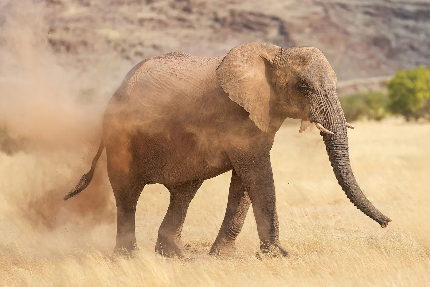 Afrikaanse olifant neemt een stofbad in Namibië