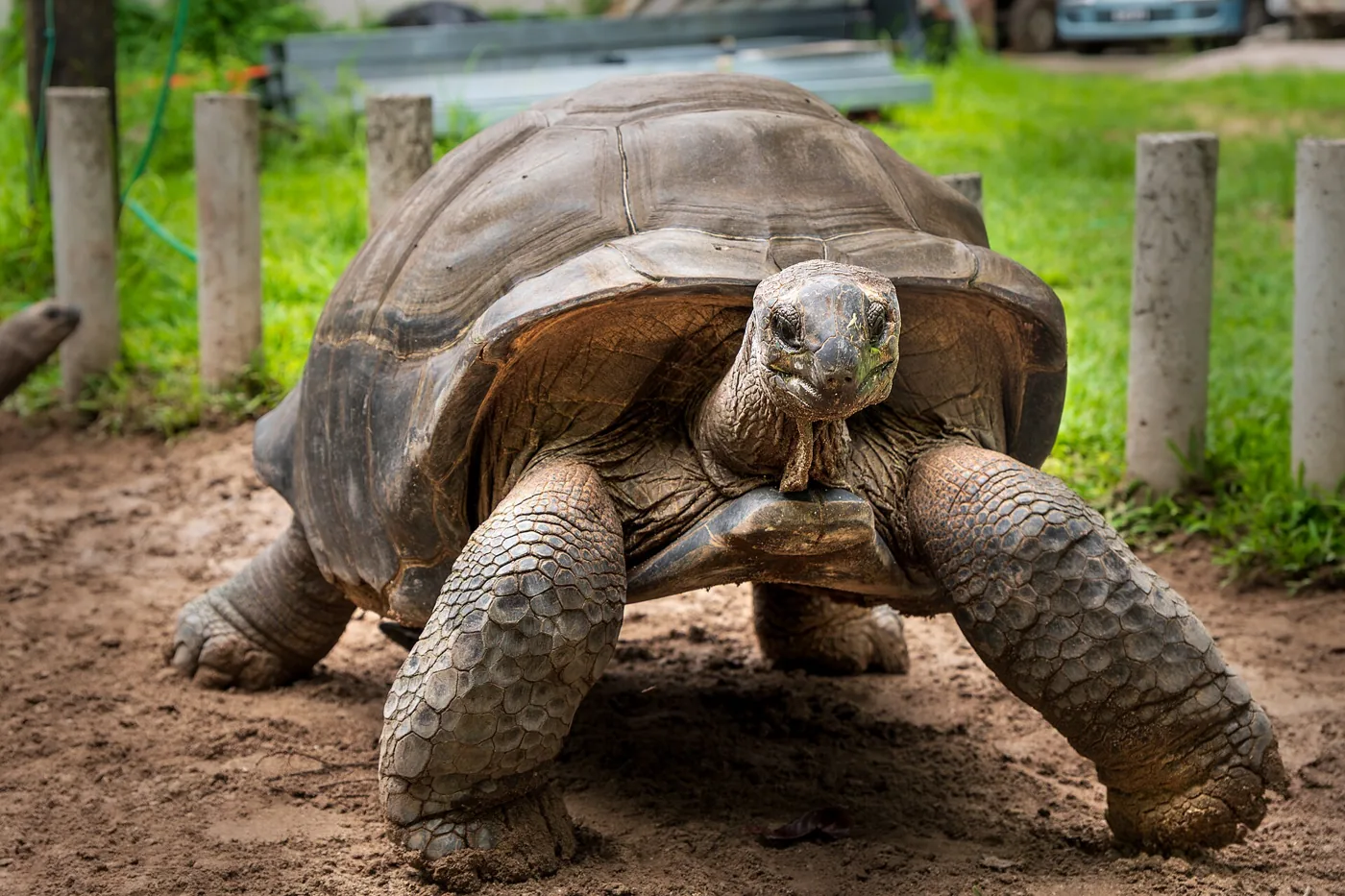 Aldabra-reuzenschildpad op een pad