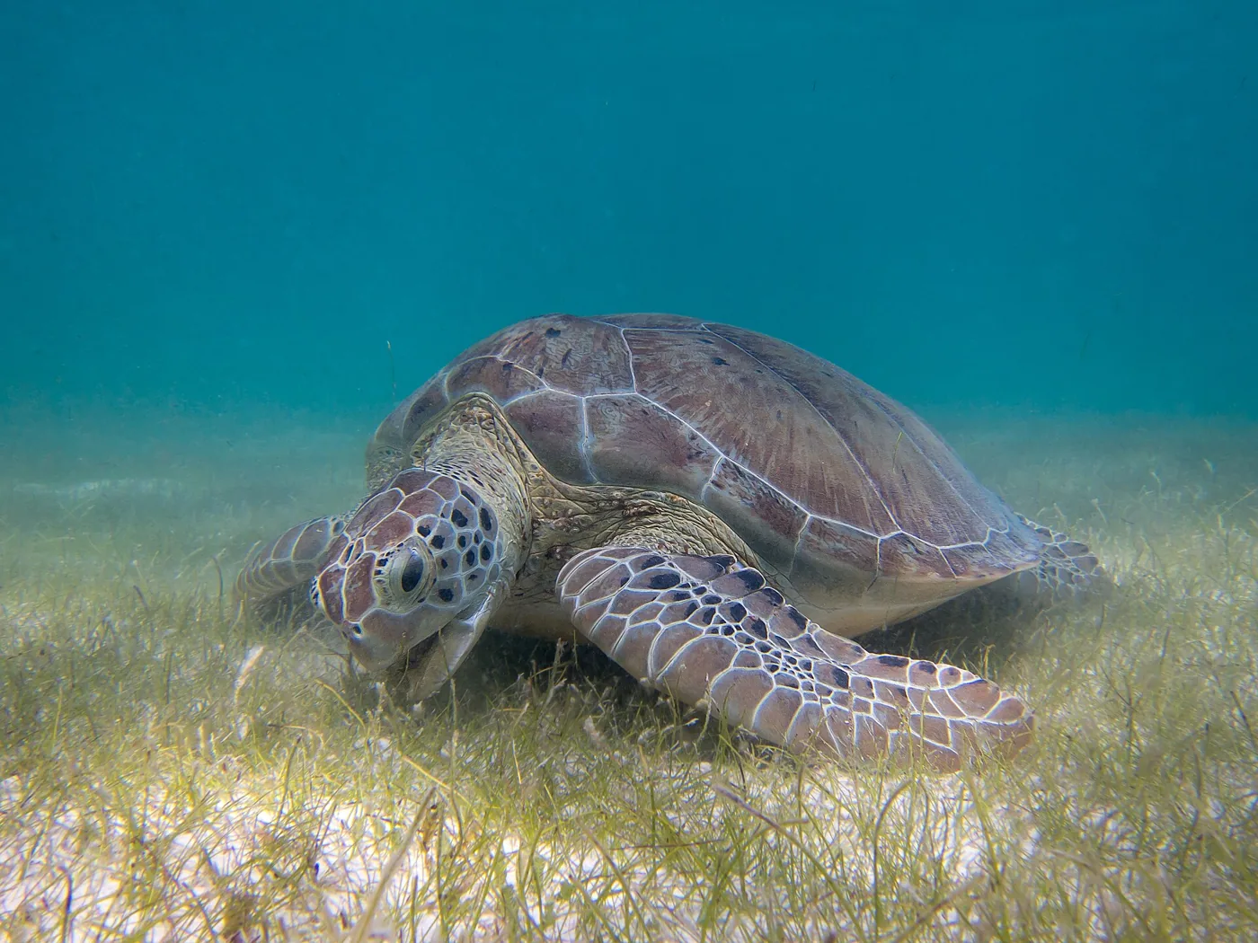Groene zeeschildpad boven zeegras