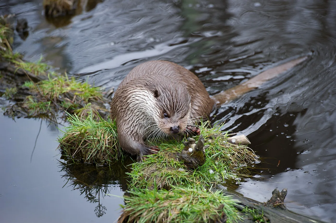 Europese otter langs een groene oever