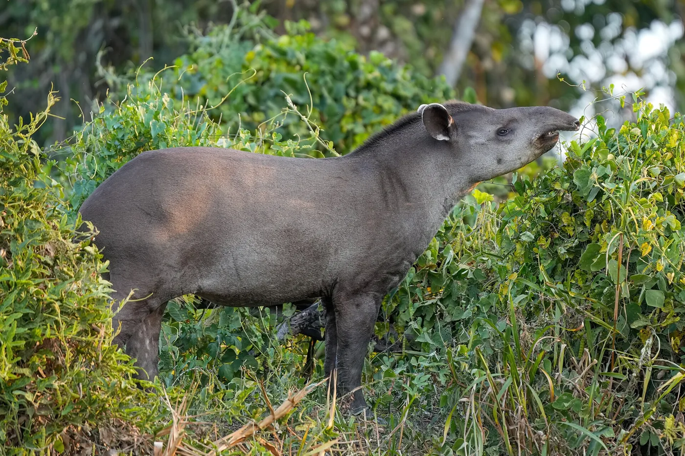 Zuid-Amerikaanse tapir tussen de begroeiing