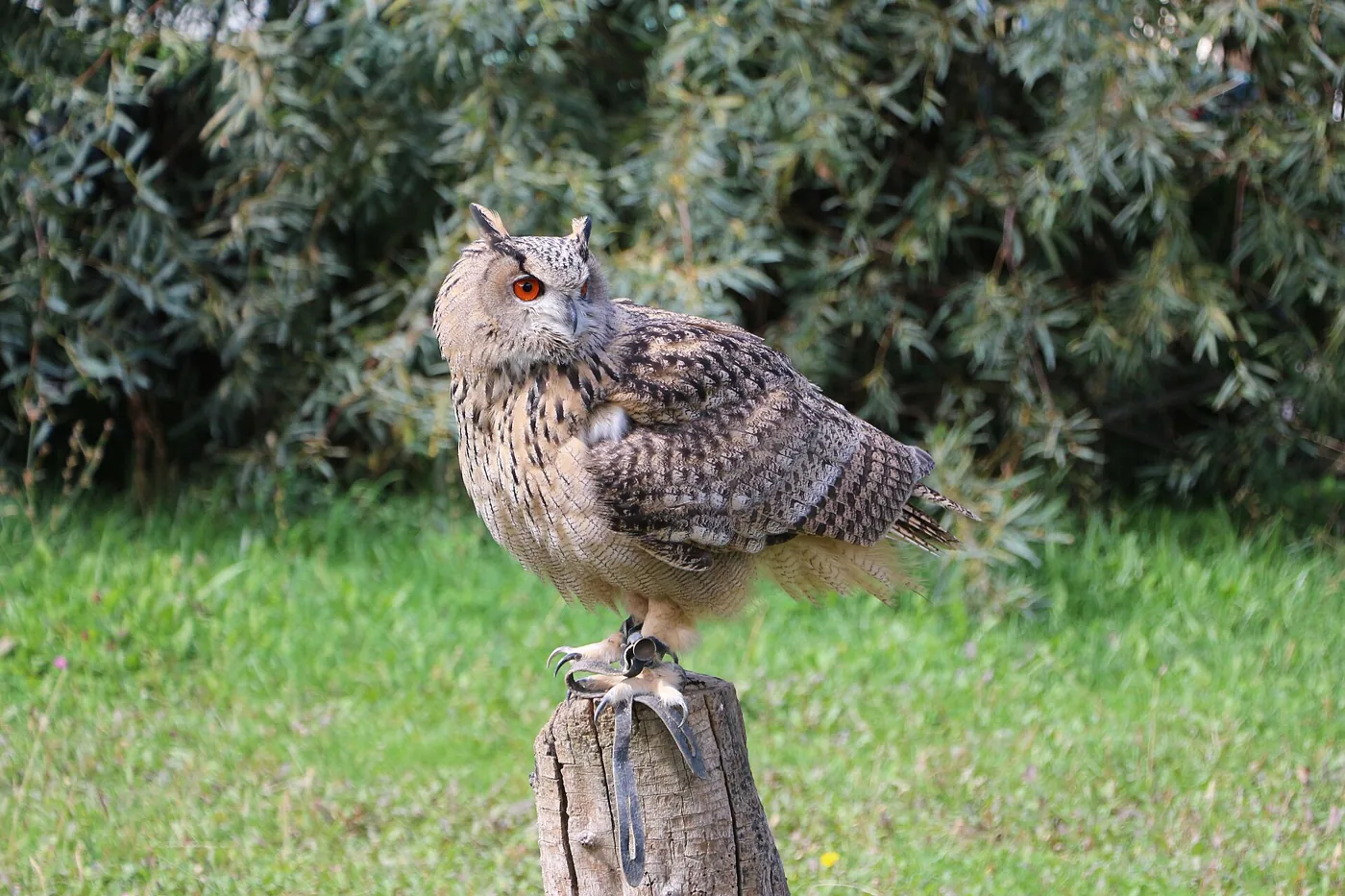 Oehoe op een grasveld