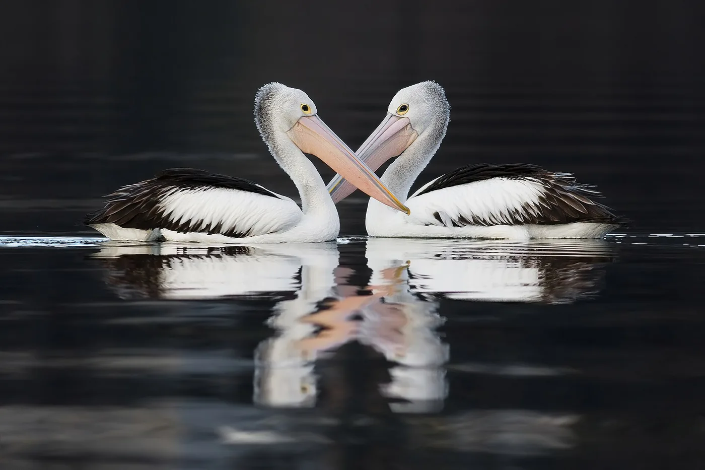 Twee pelikanen op het water