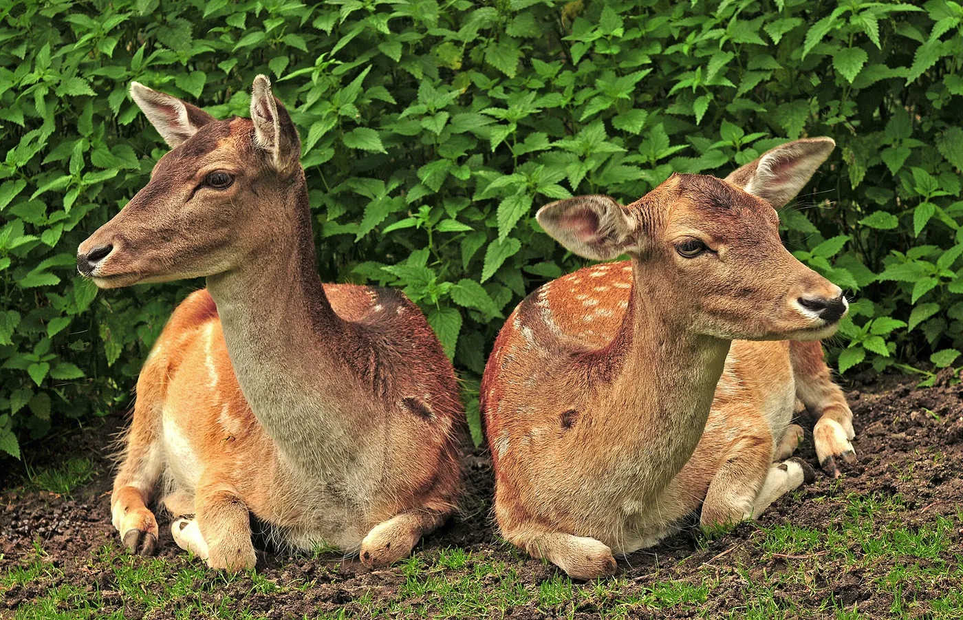 Damherten in een groen dierenpark