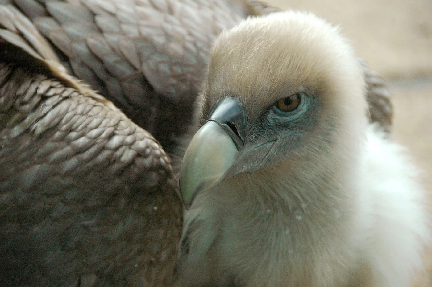 Vale gier in DierenPark Amersfoort