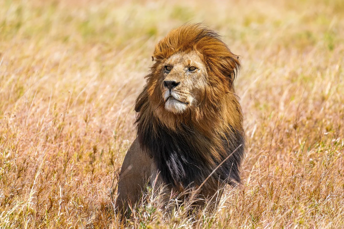 Leeuw in het gras van de Serengeti