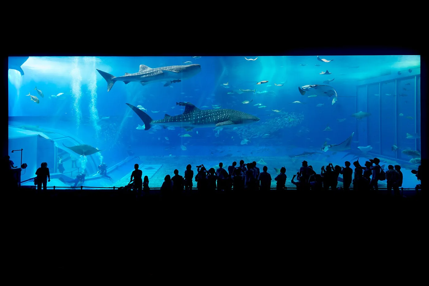 Onderwaterwereld in het Okinawa Churaumi Aquarium
