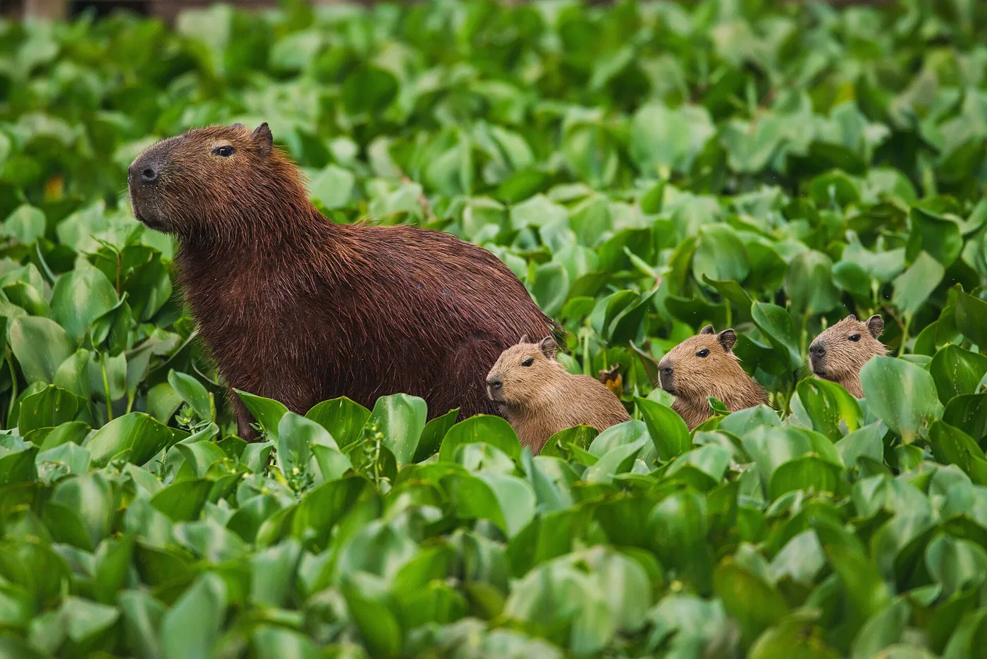 Capibara’s langs een groene oever