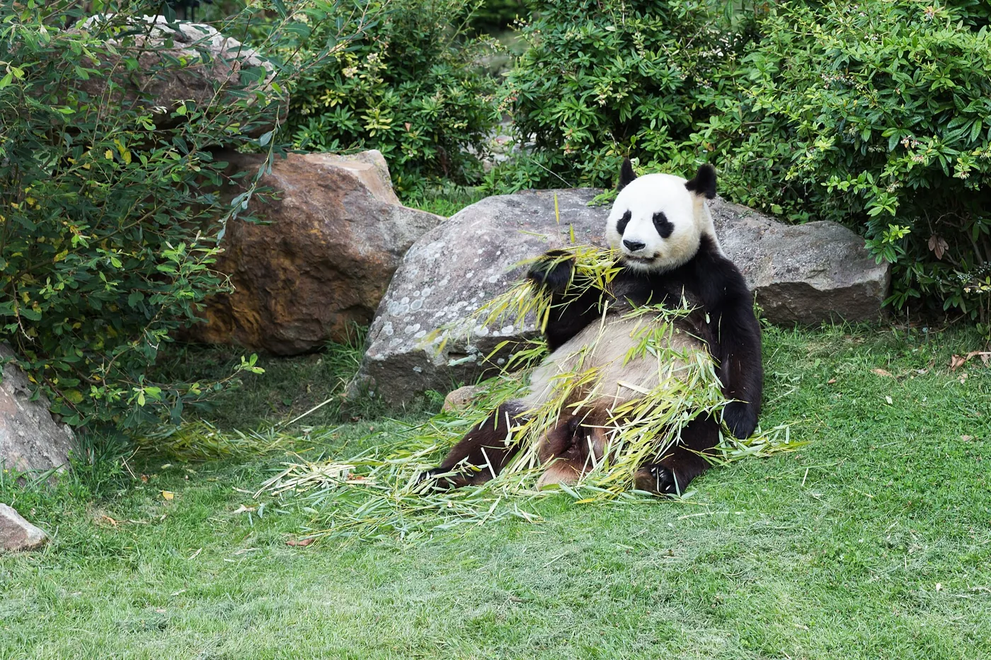 Reuzenpanda tussen groene planten in ZooParc de Beauval