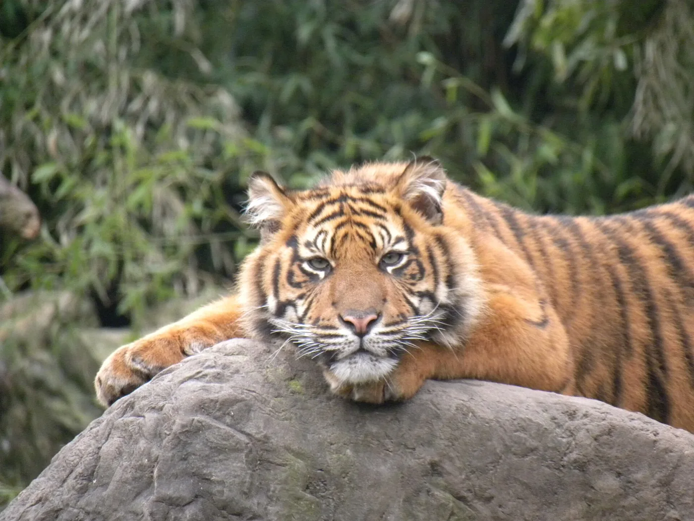 Sumatraanse tijger op een rots in Diergaarde Blijdorp